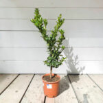 Чиното (Citrus myrtifolia) - Image 2