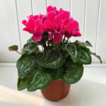 ЦИКЛАМА Р10,5 - Image 3