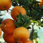 Чиното (Citrus myrtifolia)