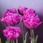 Лале 'Lilac Perfection'