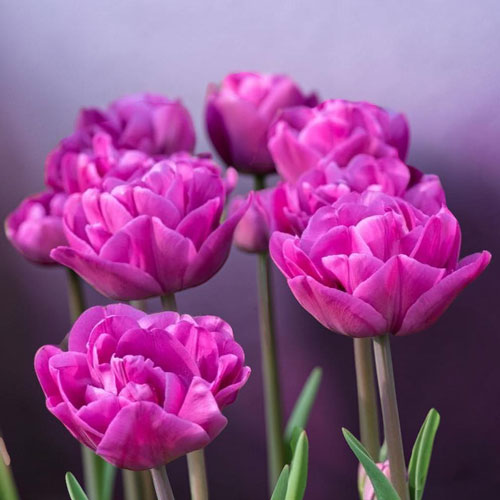 Лале 'Lilac Perfection'